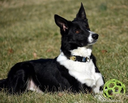 McNab Shepherd Puppies: Loyal, Energetic, and Protective Companions