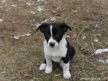 McNab Shepherd Puppies: Loyal, Energetic, and Protective Companions