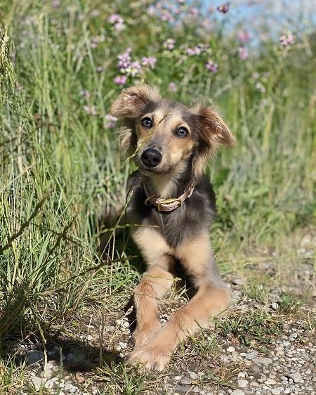 Longhaired Whippets: Care, Growth, and Breeding Insights