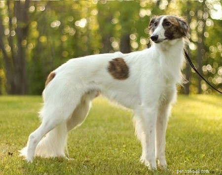 Longhaired Whippets: Care, Growth, and Breeding Insights