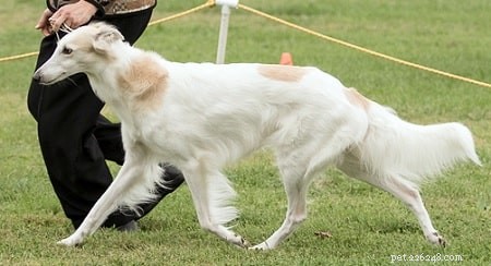 Silken Windhound Puppies: Traits, Training, and Care Guide