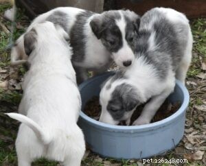 Silken Windhound Puppies: Traits, Training, and Care Guide