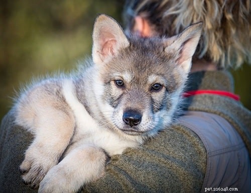 Saarloos Wolfdog Puppy: Traits, Care, and Breeding Essentials