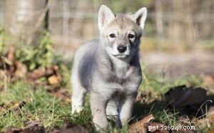 Saarloos Wolfdog Puppy: Traits, Care, and Breeding Essentials