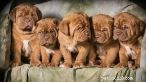 Dogue de Bordeaux Puppies: Guide to Breeding, Care, and Selection