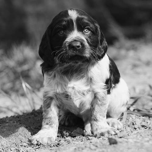 Deutscher Wachtelhund Puppies: A Guide for Experienced Owners