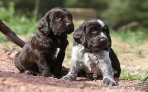 Deutscher Wachtelhund Puppies: A Guide for Experienced Owners