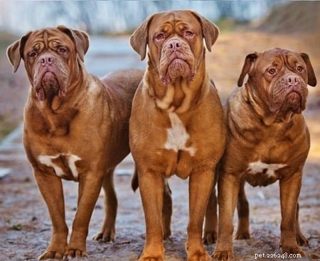 Dogue de Bordeaux Puppies: Guide to Breeding, Care, and Selection