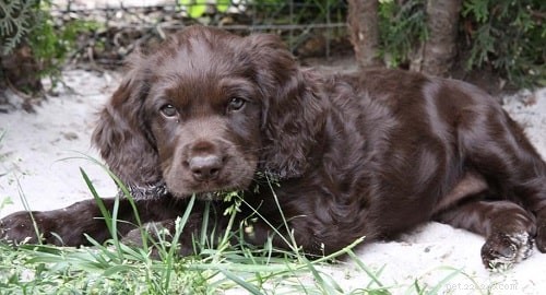 Deutscher Wachtelhund Puppies: A Guide for Experienced Owners