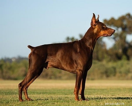 Raising Doberman Pinscher Puppies: Care, Growth & Development Guide