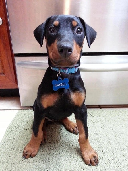 Raising Doberman Pinscher Puppies: Care, Growth & Development Guide