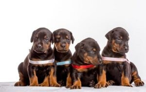 Raising Doberman Pinscher Puppies: Care, Growth & Development Guide