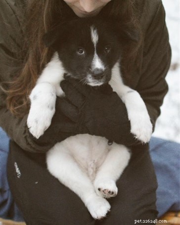 Karelian Bear Dog Puppies: Loyal, Friendly, Protective