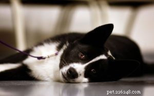 Karelian Bear Dog Puppies: Loyal, Friendly, Protective