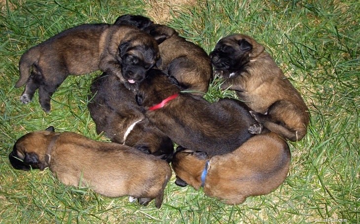 Raising Estrela Mountain Puppies: A Guide to Early Development and Care