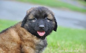 Raising Estrela Mountain Puppies: A Guide to Early Development and Care