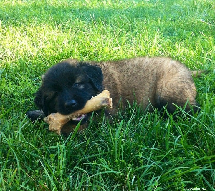 Raising Estrela Mountain Puppies: A Guide to Early Development and Care