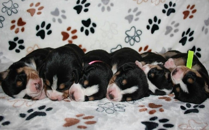 Entlebucher Mountain Puppies: Growth, Care, and Development