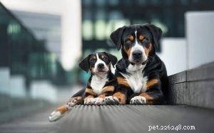 Entlebucher Mountain Puppies: Growth, Care, and Development