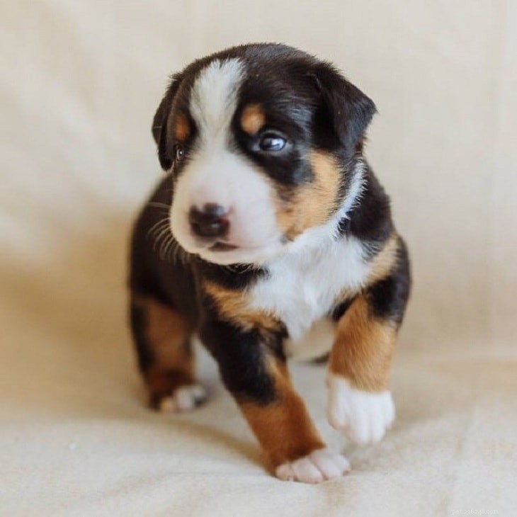 Entlebucher Mountain Puppies: Growth, Care, and Development