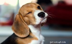 English Foxhound Puppies: Growth Stages & Essential Care