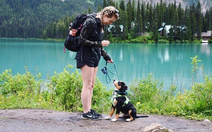 Entlebucher Mountain Puppies: Growth, Care, and Development