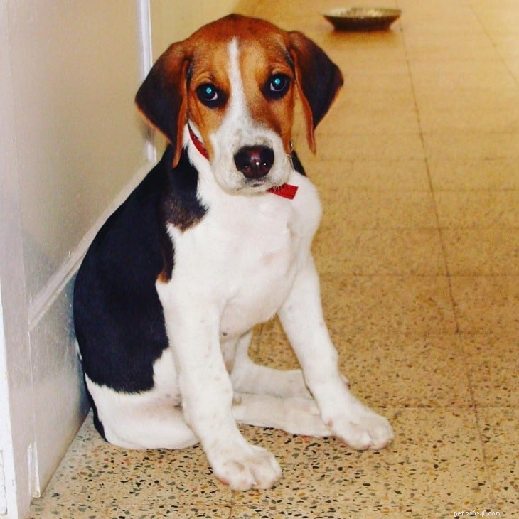 English Foxhound Puppies: Growth Stages & Essential Care