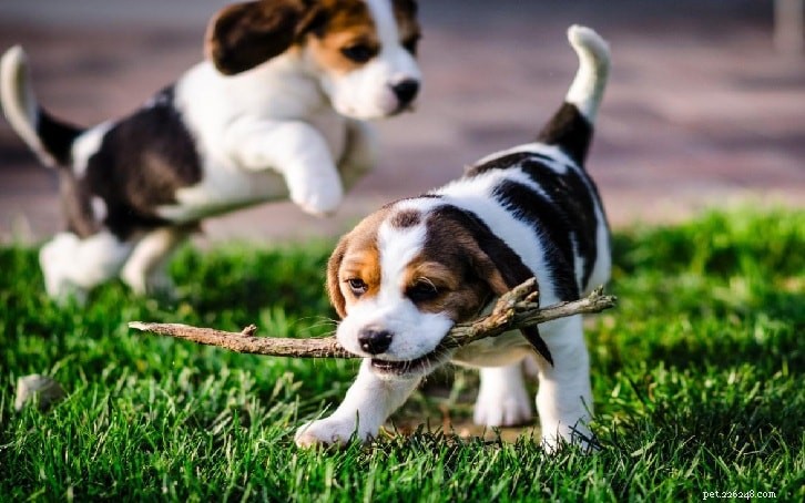 English Foxhound Puppies: Growth Stages & Essential Care