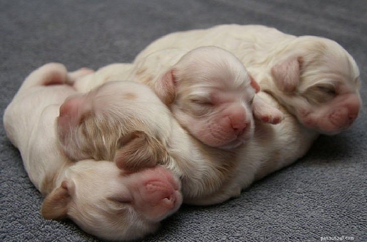 English Cocker Spaniel Puppies: Care & Development Guide