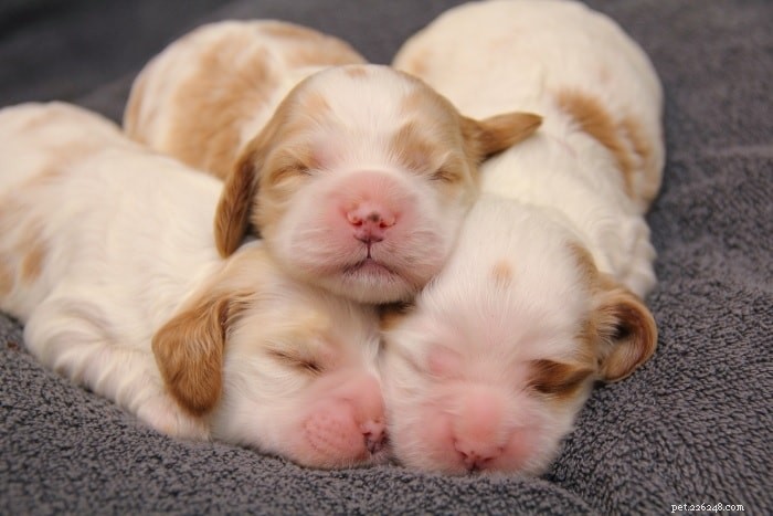 English Cocker Spaniel Puppies: Care & Development Guide