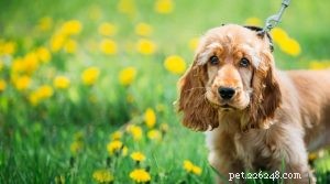 English Cocker Spaniel Puppies: Care & Development Guide