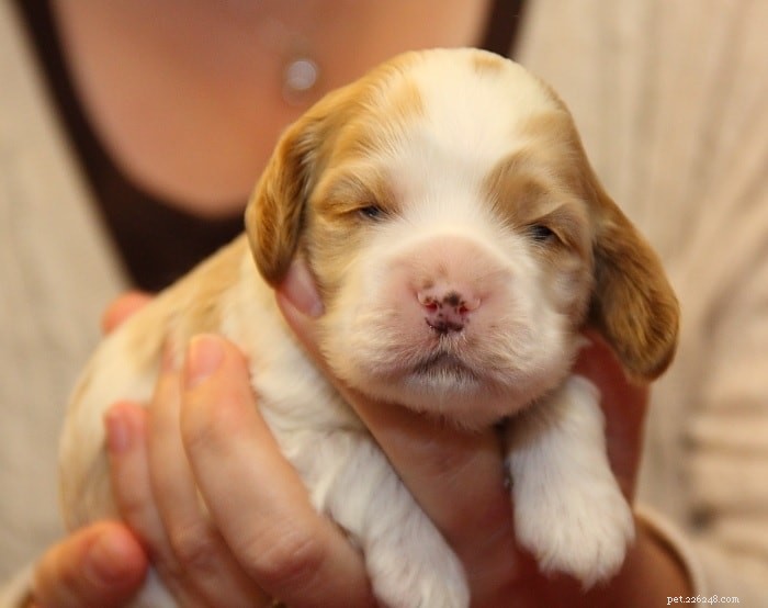 English Cocker Spaniel Puppies: Care & Development Guide