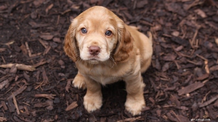 English Cocker Spaniel Puppies: Care & Development Guide