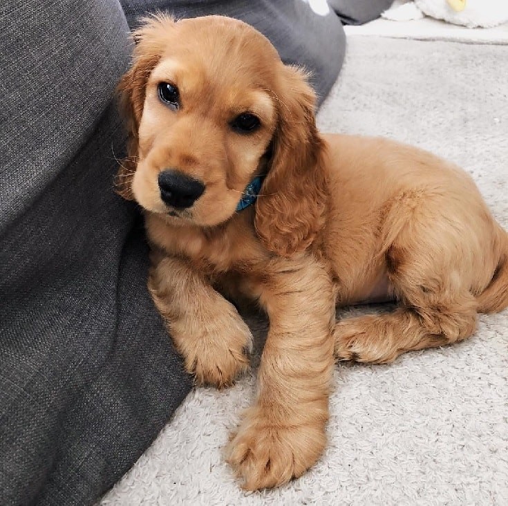English Cocker Spaniel Puppies: Care & Development Guide