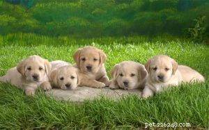 Caring for Akita Puppies: Development Stages & Owner Tips
