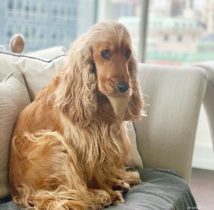 English Cocker Spaniel Puppies: Care & Development Guide