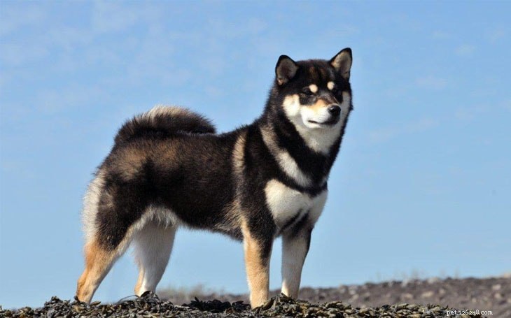 Caring for Akita Puppies: Development Stages & Owner Tips