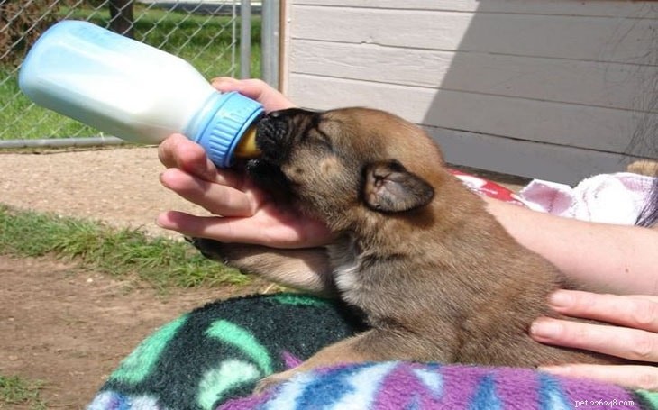 Caring for Akita Puppies: Development Stages & Owner Tips