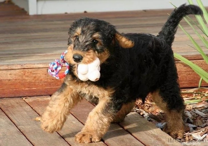 Understanding Airedale Terrier Puppies: Growth, Development, and Care
