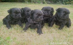 Affenpinscher Puppies: From Newborn to Adult