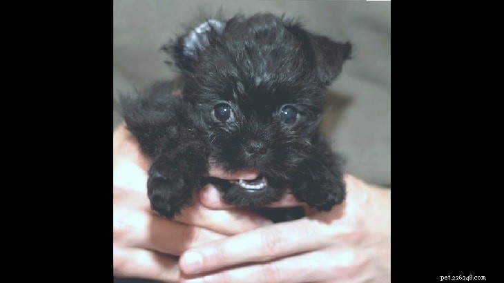 Affenpinscher Puppies: From Newborn to Adult