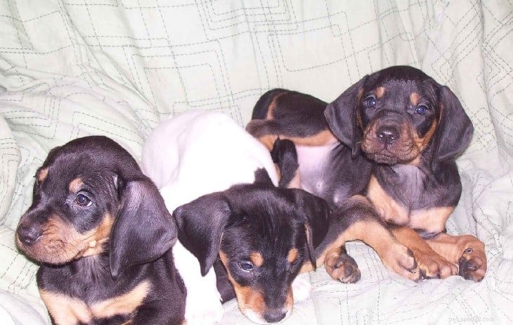 American Coonhound Puppies: Developmental Milestones & Care Guide