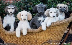 Raising Afghan Hound Puppies: A Guide to Early Development