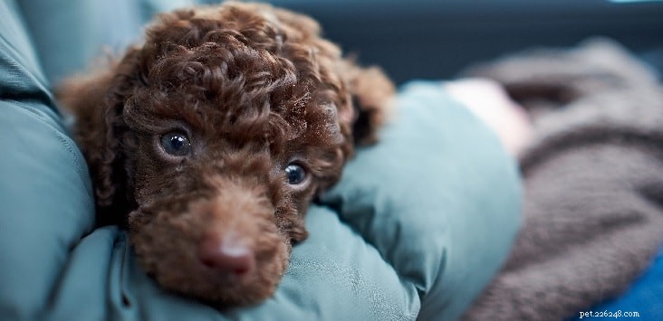 Raising Afghan Hound Puppies: A Guide to Early Development