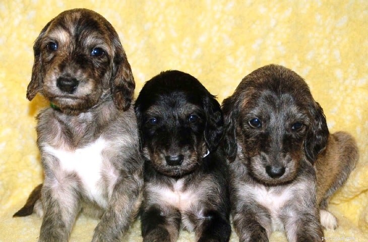 Raising Afghan Hound Puppies: A Guide to Early Development