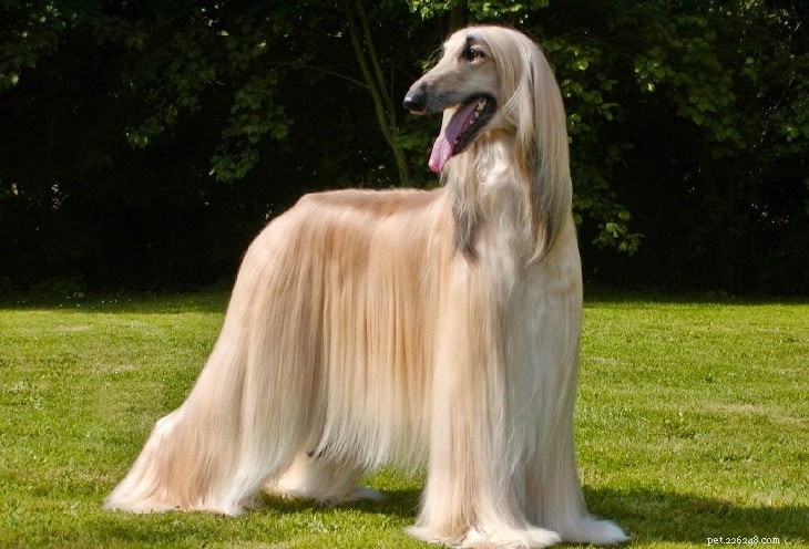 Raising Afghan Hound Puppies: A Guide to Early Development