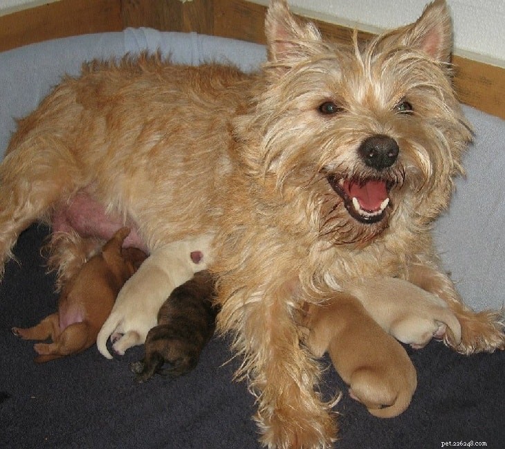Lakeland Terrier Puppies: Origin, Care, and Development Stages