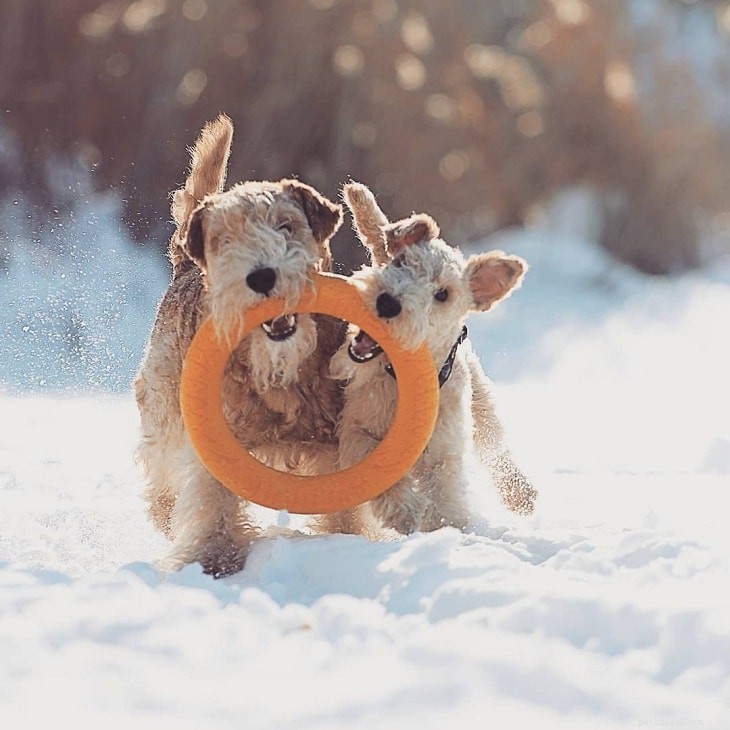 Lakeland Terrier Puppies: Origin, Care, and Development Stages