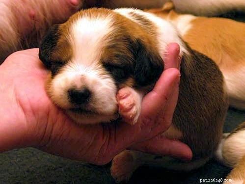 Kromfohrlander Puppies: Breeding, Growth & Care