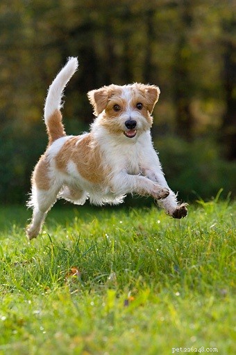 Kromfohrlander Puppies: Breeding, Growth & Care